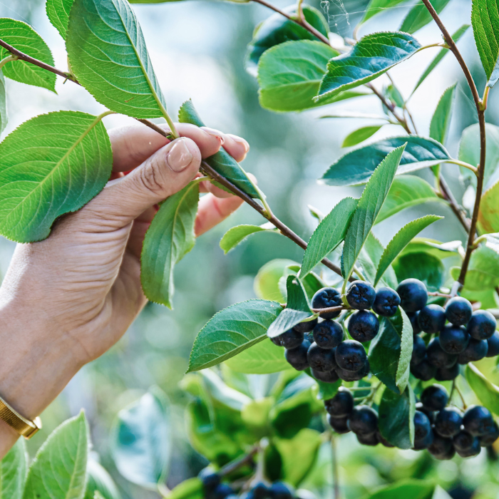 Reife Aroniabeeren kurz vor der Ernte Detailaufnahme eines Zweigs mit reifen, dunkelblauen Aroniabeeren