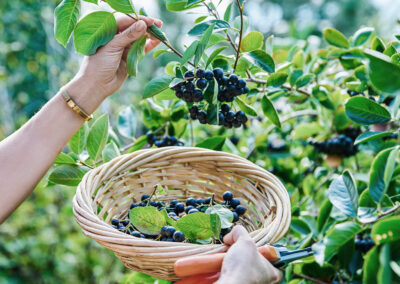 Aronia in Kapselform