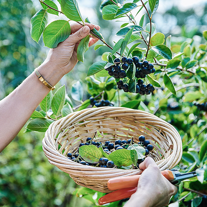 Nahrungsergänzungsmittel mit Aroniabeeren sind reich an Antioxidantien, Flavonoide, Polyphenole