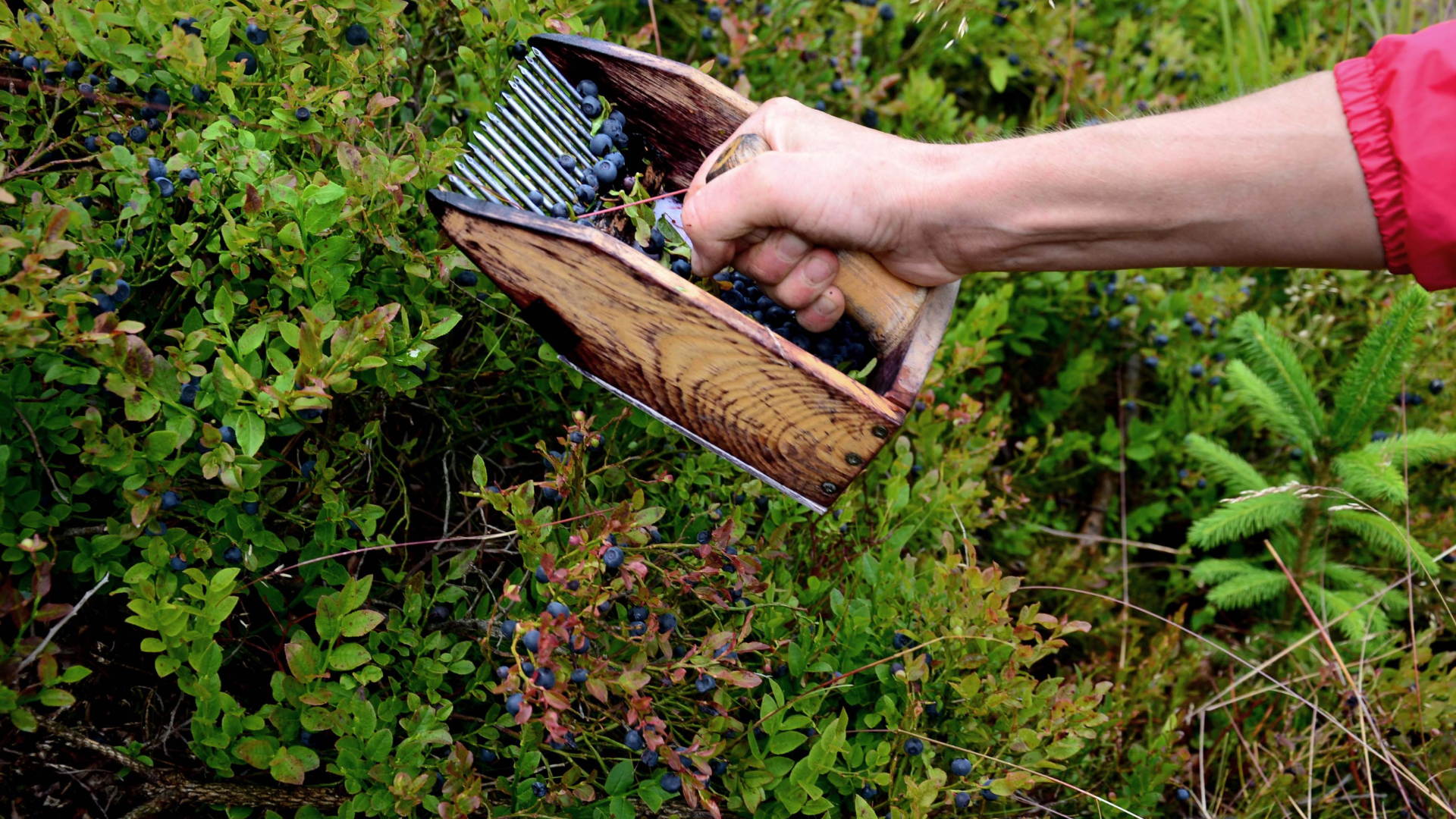 Wildheidelbeere von Hand geerntet Heidelbeeren wild gewachsen