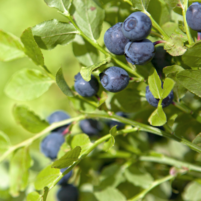 Heidelbeeren wild gewachsen Wildheidelbeeren Nahrungsergänzungsmittel mit großen Nährwert