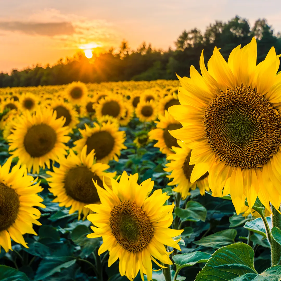 rubyni® Vitamin B KOMPLEX – für mehr Energie und bessere Nerven Ein Feld Sonnenblumen in der Abendsonne