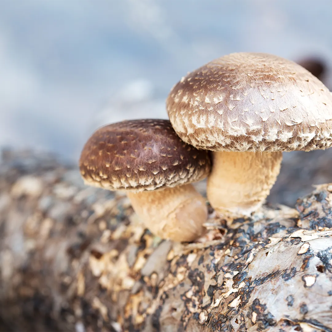 rubyni® Vitamin B12: Ihr Begleiter für mehr Energie im Alltag Shiitake-Pilze wachsen auf einem Baumstamm, man sieht zwei Pilze in Nahaufnahme.
