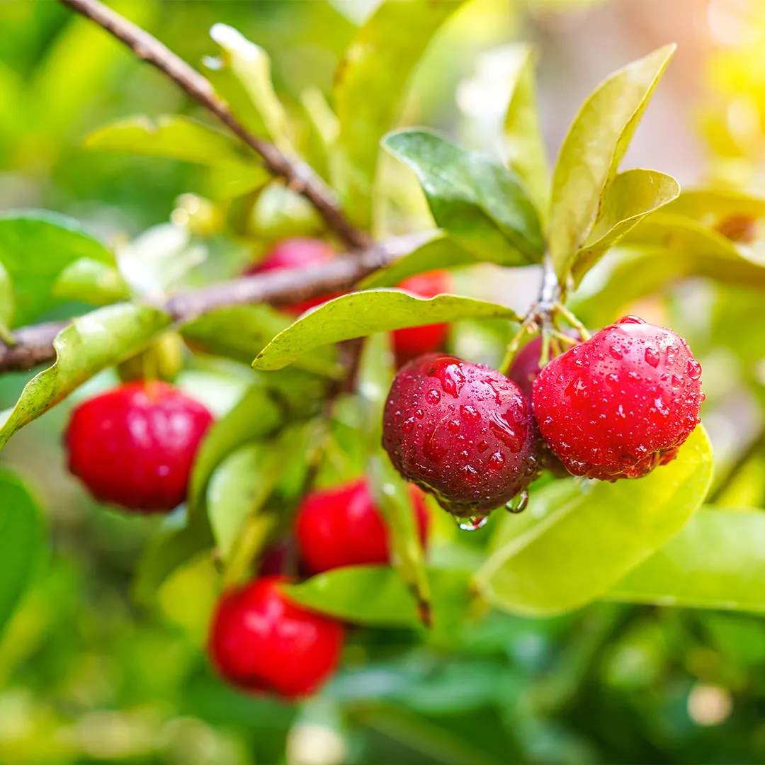 rubyni® Vitamin C: Ein wichtiger Baustein für mehr Energie und Vitalität Acerolakirschen hängen erntereif am Baum. Man sieht einen Zweig mit diesen Acerolakirschen.