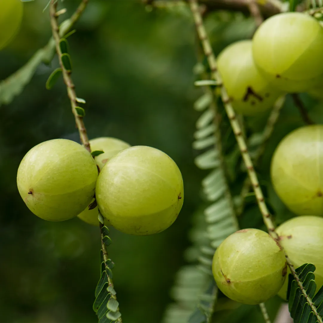 rubyni® Vitamin C: Ein wichtiger Baustein für mehr Energie und Vitalität reife Amla-Beeren hängen am Zweig, Nahaufnahme.