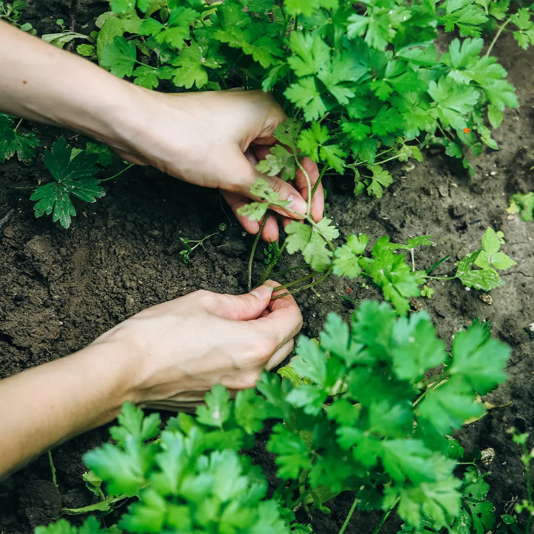 rubyni® Vitamin K: Unterstützung für starke Knochen Man sieht zwei Hände, die auf einem Feld Petersilienblätter ernten. Man sieht die Erde des Beetes und ein paar Pflanzen.