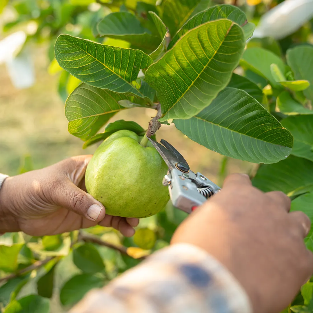 rubyni® Zink – das Spurenelement für Gesundheit und Schönheit Ein Mann zwickt mit einer Gartenschere eine Guave vom Ast. Man sieht nur seine Hände.
