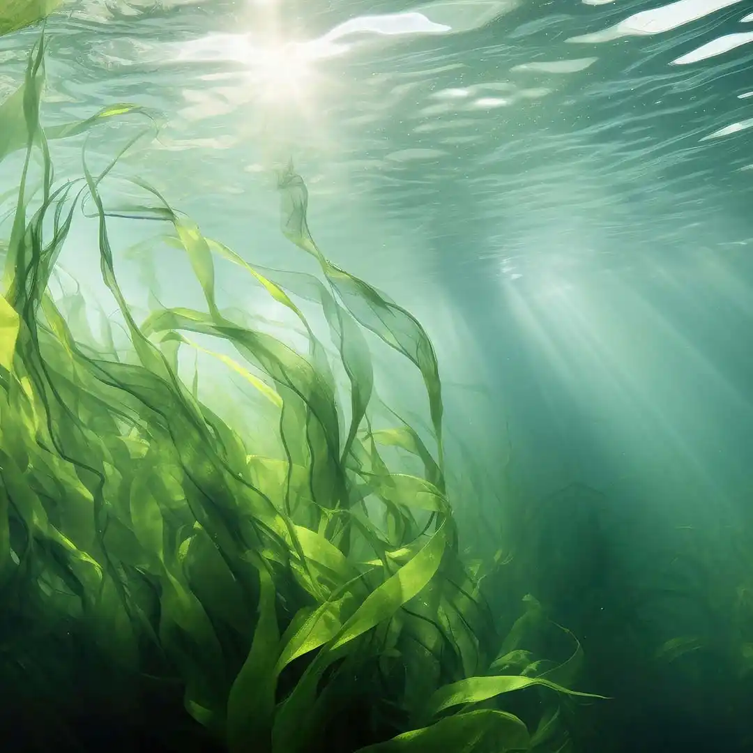 rubyni® Magnesium Grünalgen bewegen sich unter der Wasseroberfläche mit den Wellen
