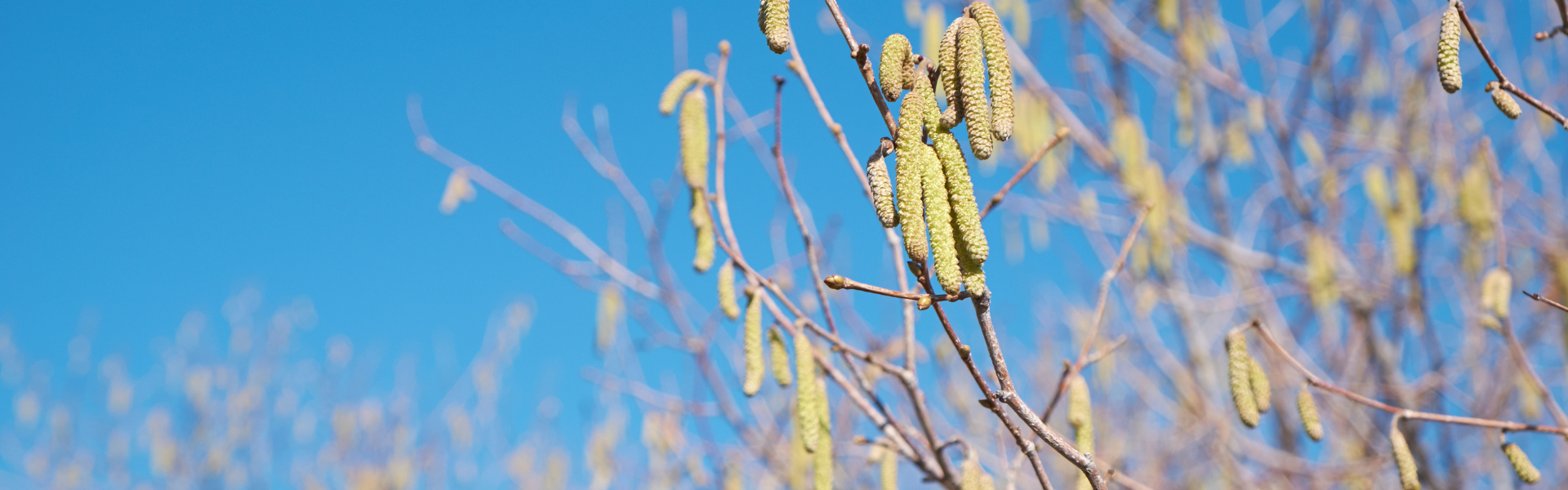 rub_blog_pollenallergie_headerbild Headerbild für den rubyni Blog-Beitrag „Pollenallergie“