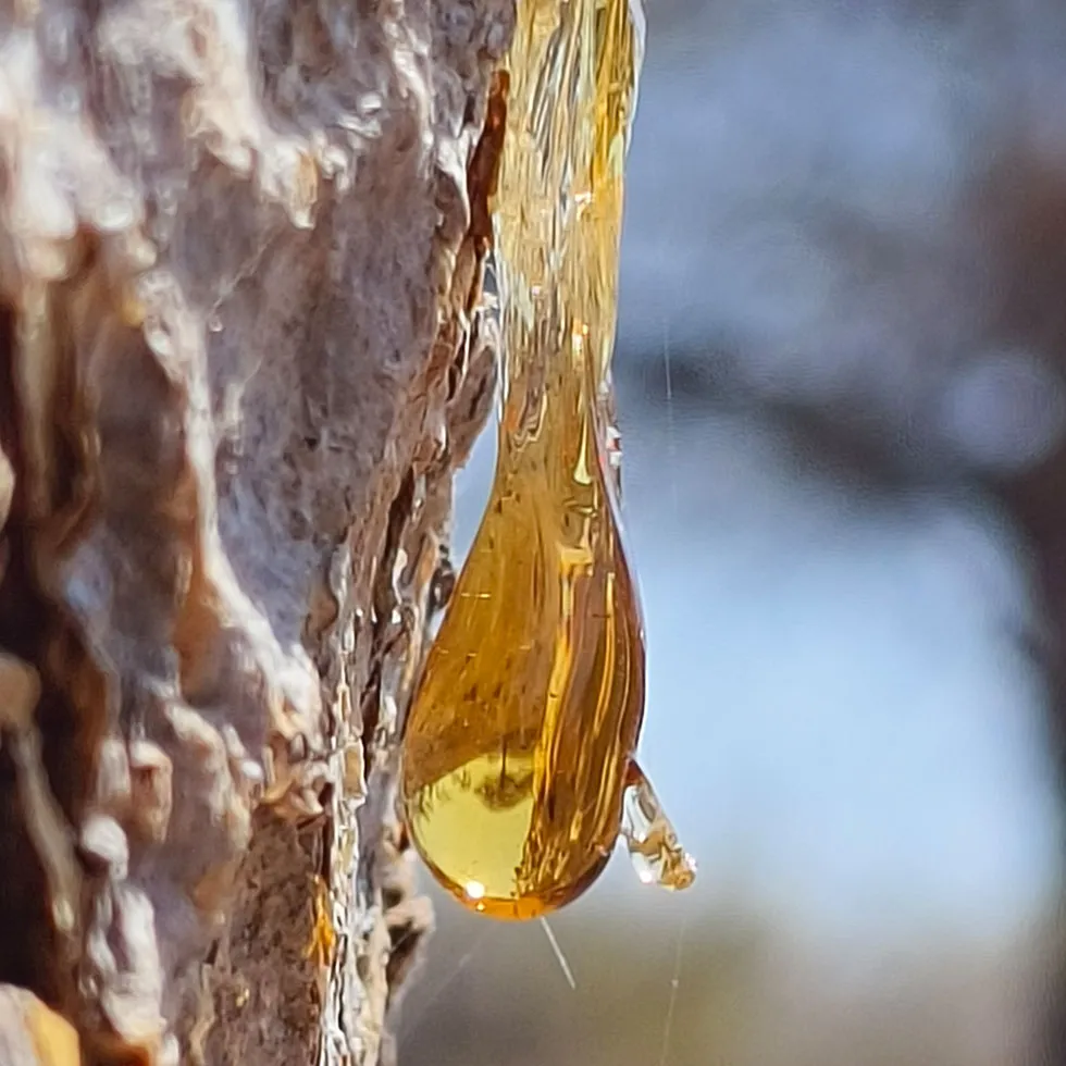 Nahaufnahme eines goldfarbenen Harztropfens, der an der Rinde eines Baumes herabfließt. Das durchscheinende, bernsteinartige Harz wirkt zähflüssig und natürlich und steht sinnbildlich für pflanzliche Rohstoffe aus der Natur.