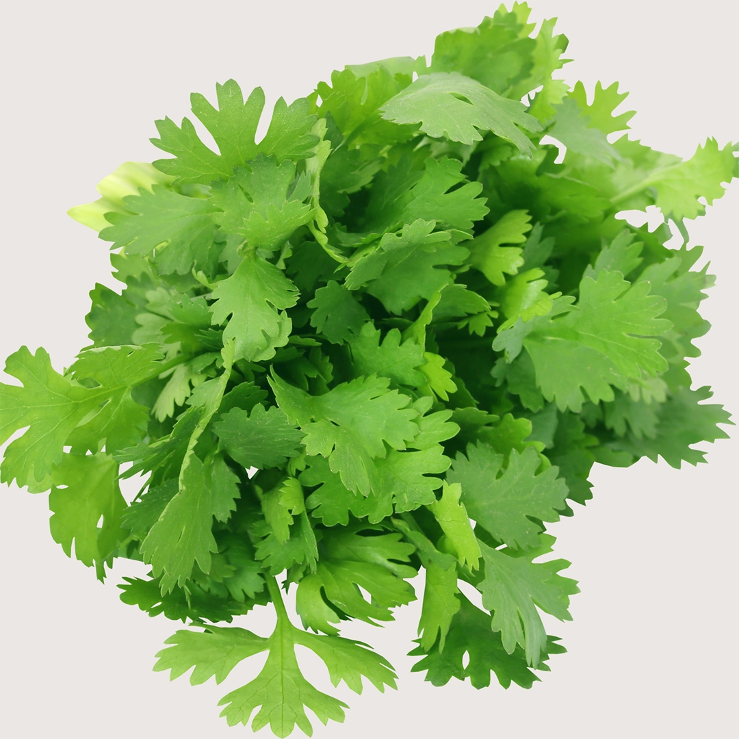 Frische, leuchtend grüne Korianderblätter liegen dicht gebündelt und zeigen ihre fein gefiederten, aromatischen Blätter, die für ihre natürliche Vielfalt an sekundären Pflanzenstoffen bekannt sind und als wertvolle pflanzliche Zutat geschätzt werden.