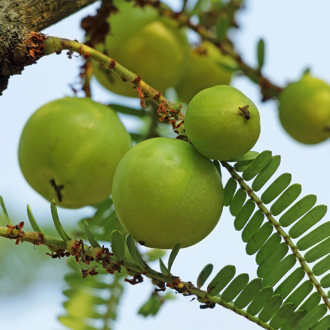 Grüne Amla-Früchte (indische Stachelbeeren) hängen an einem Zweig und sind von feinen, symmetrisch angeordneten Blättern umgeben. Die frischen, glänzenden Früchte stehen für natürliche Pflanzenkraft und hochwertige, traditionelle Inhaltsstoffe.