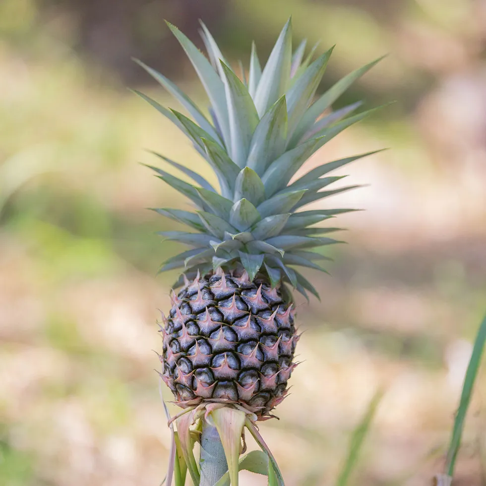 Eine junge Ananas wächst aufrecht an ihrer Pflanze. Die kleine, noch unreife Frucht sitzt auf einem kurzen Stiel und ist von grünen, spitzen Blättern umgeben. Der unscharfe Hintergrund in warmen Naturtönen unterstreicht die natürliche Herkunft der Frucht.