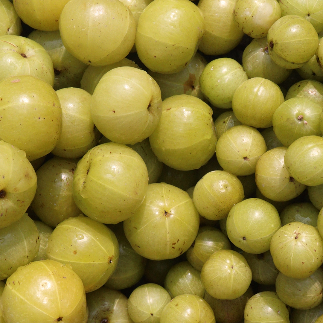 Grüne Amla-Früchte (indische Stachelbeeren) hängen an einem Zweig und sind von feinen, symmetrisch angeordneten Blättern umgeben. Die frischen, glänzenden Früchte stehen für natürliche Pflanzenkraft und hochwertige, traditionelle Inhaltsstoffe.