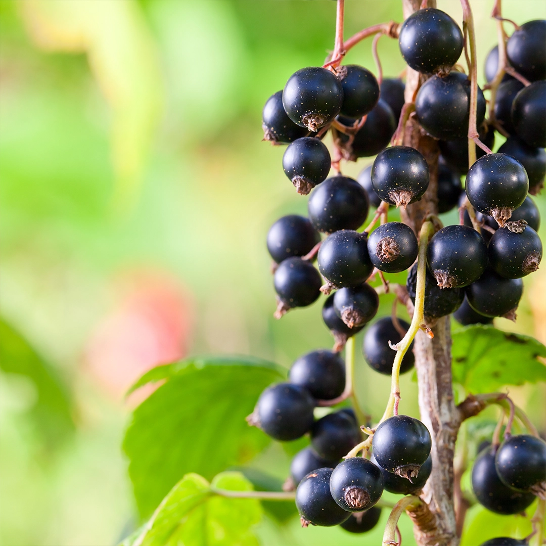 Frisch geerntete schwarze Johannisbeeren mit Wassertropfen liegen auf einer Holzoberfläche