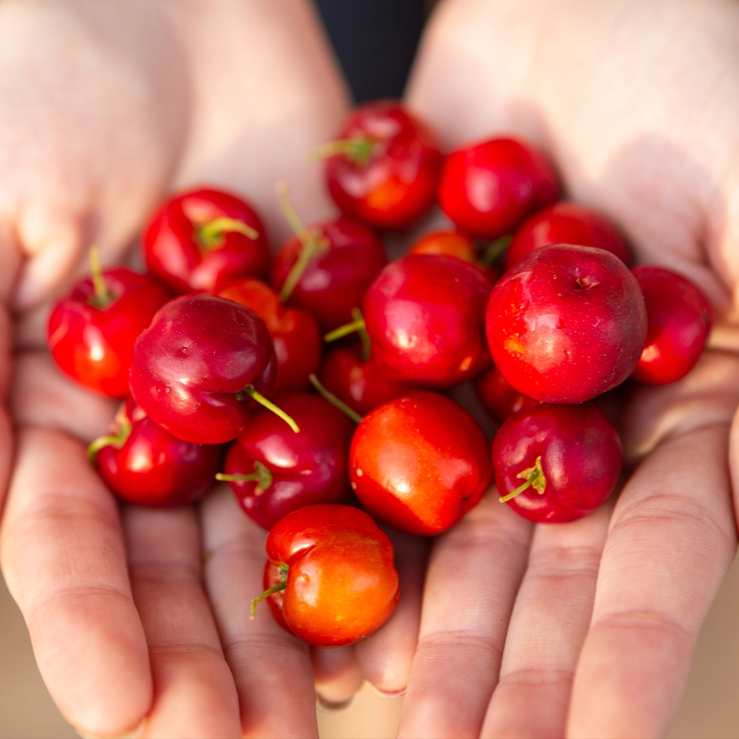 Produktabbildung „rubyni® Omega 3 Algenöl Zitrone DHA + EPA“: Braune Glasflasche mit schwarzem Schraubverschluss und schwarzem Etikett vor hellem Hintergrund. Auf dem Etikett stehen Produktname, „aus natürlicher Quelle“, „Nahrungsergänzungsmittel“ sowie der Hinweis „vegan“.