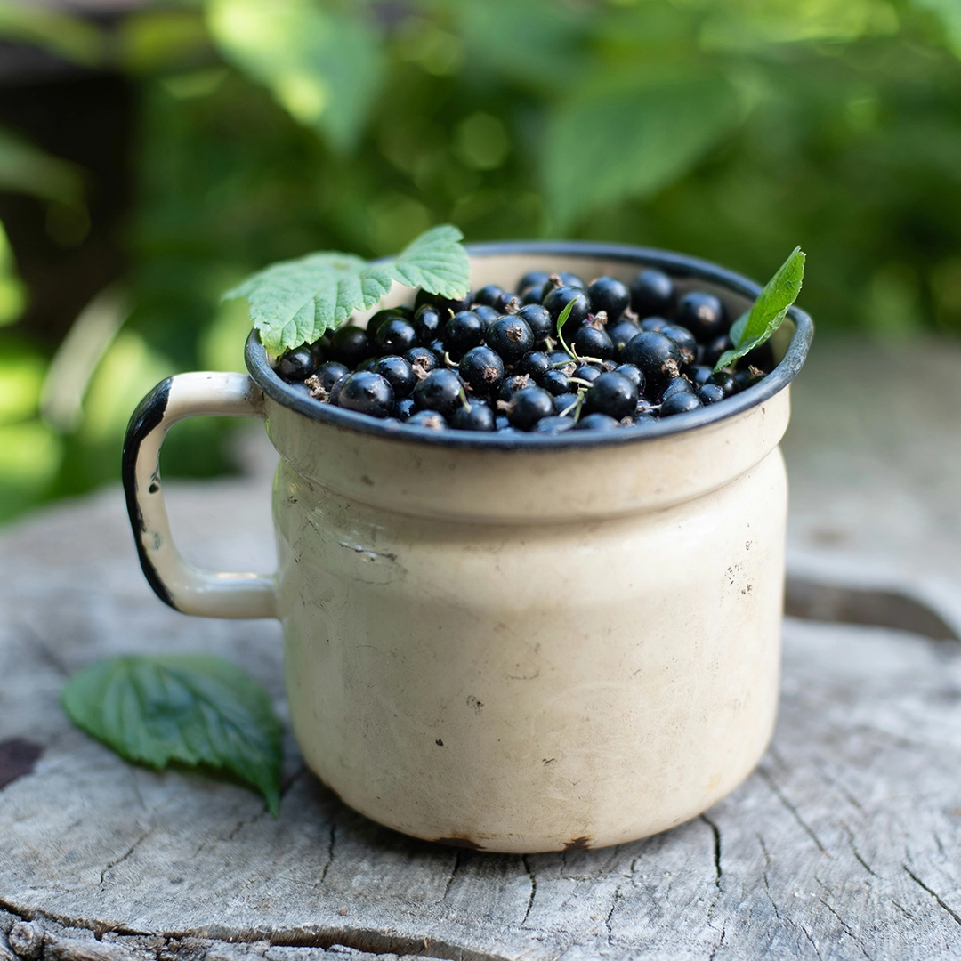 Produktabbildung „rubyni® Omega 3 Algenöl Zitrone DHA + EPA“: Braune Glasflasche mit schwarzem Schraubverschluss und schwarzem Etikett vor hellem Hintergrund. Auf dem Etikett stehen Produktname, „aus natürlicher Quelle“, „Nahrungsergänzungsmittel“ sowie der Hinweis „vegan“.