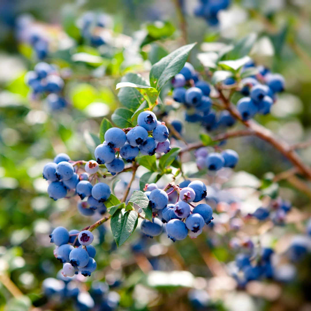 Detailaufnahme eines Zweigs mit reifen, dunkelblauen Wildheidelbeeren