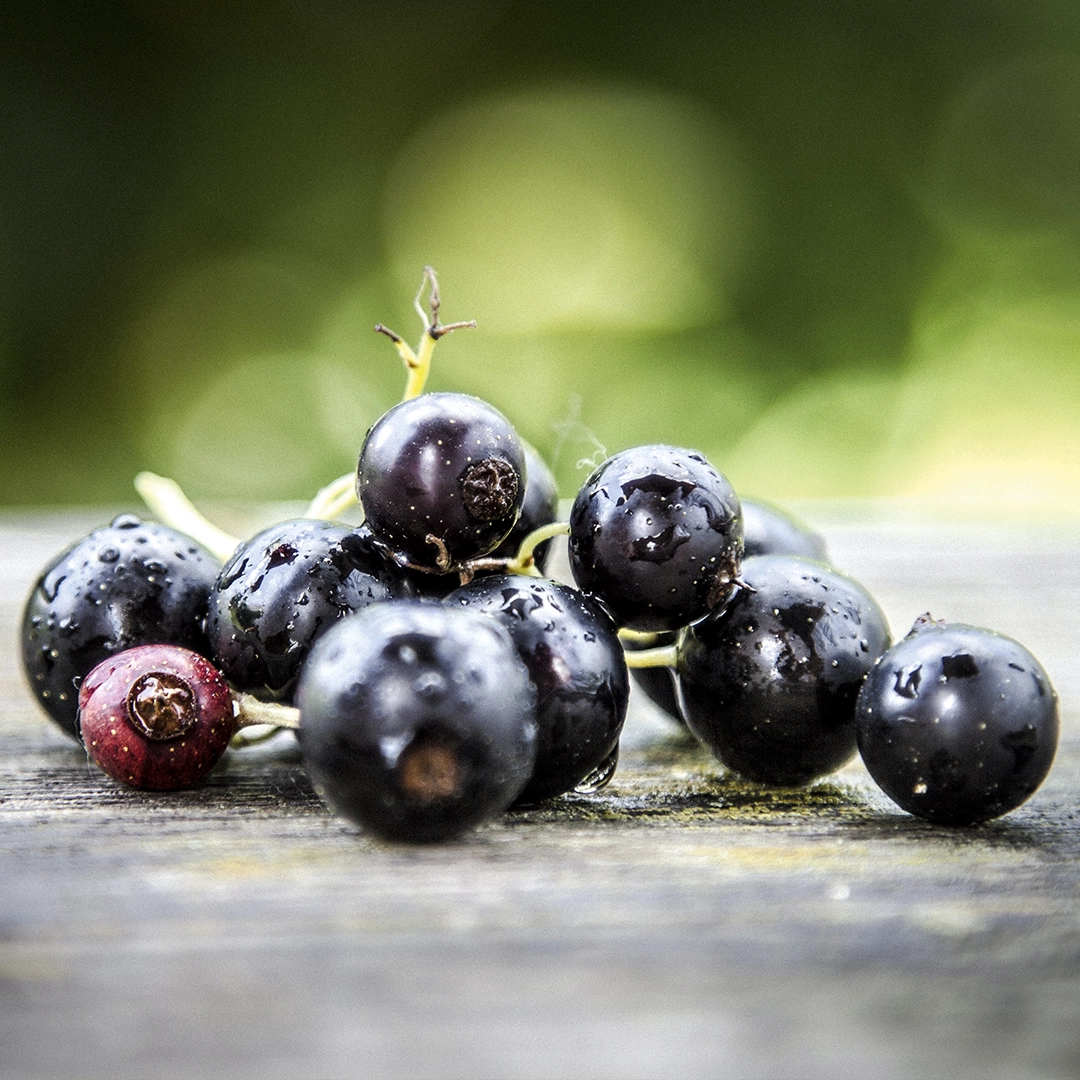 Nahaufnahme reifer schwarzer Holunderbeeren am Strauch
