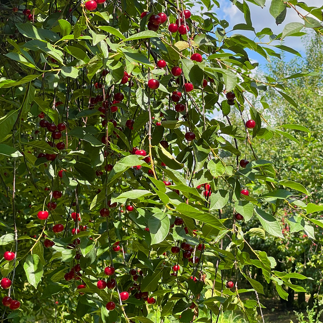 Reife Sauerkirschen hängen an den Zweigen eines Sauerkirschbaums inmitten eines sonnigen Obstgartens.