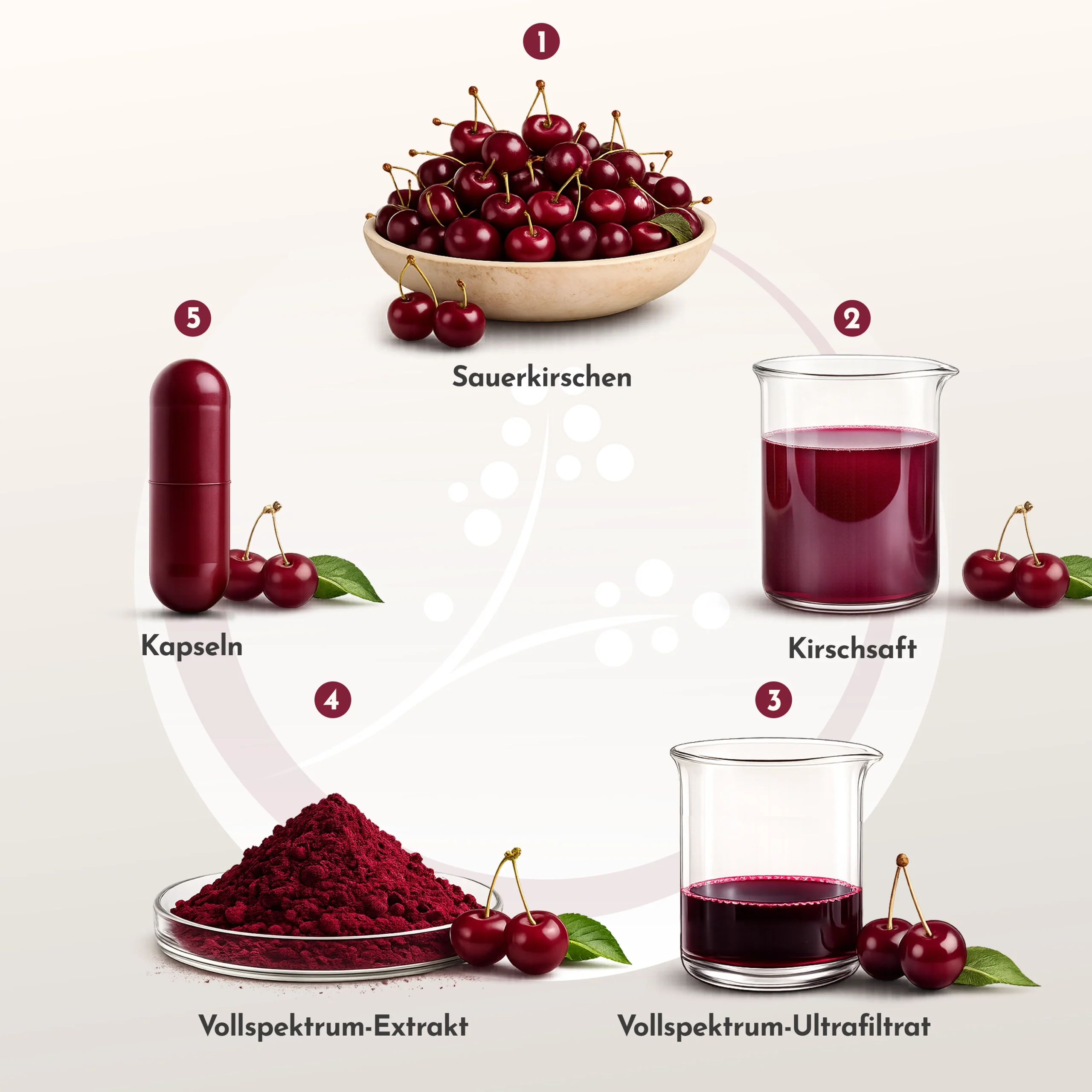 Grafik zur Herstellung von rubyni Sauerkirsche: Von frischen Sauerkirschen über Kirschsaft und Vollspektrum-Ultrafiltrat zum Vollspektrum-Extrakt und der fertigen Kapsel.