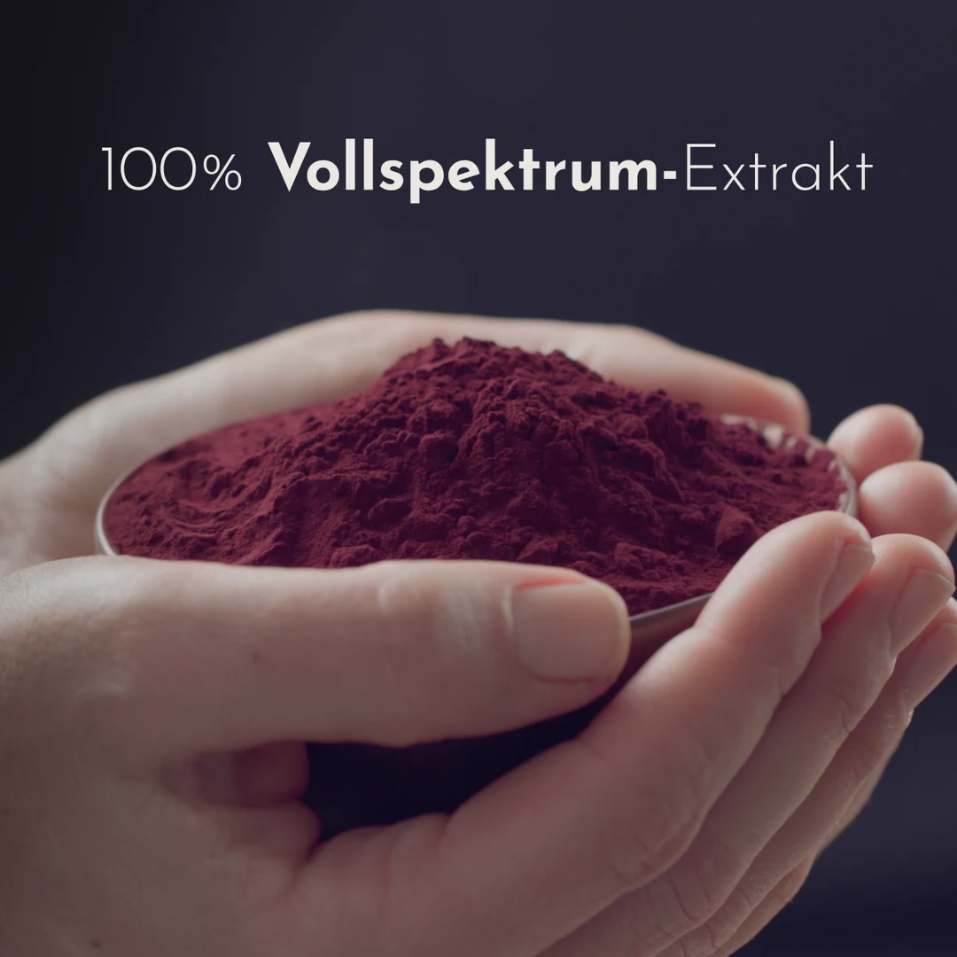 Hände halten eine Schale mit dunkelrotem Holunderbeerenextrakt in Pulverform. Im Bild steht „100 % Vollspektrum-Extrakt“