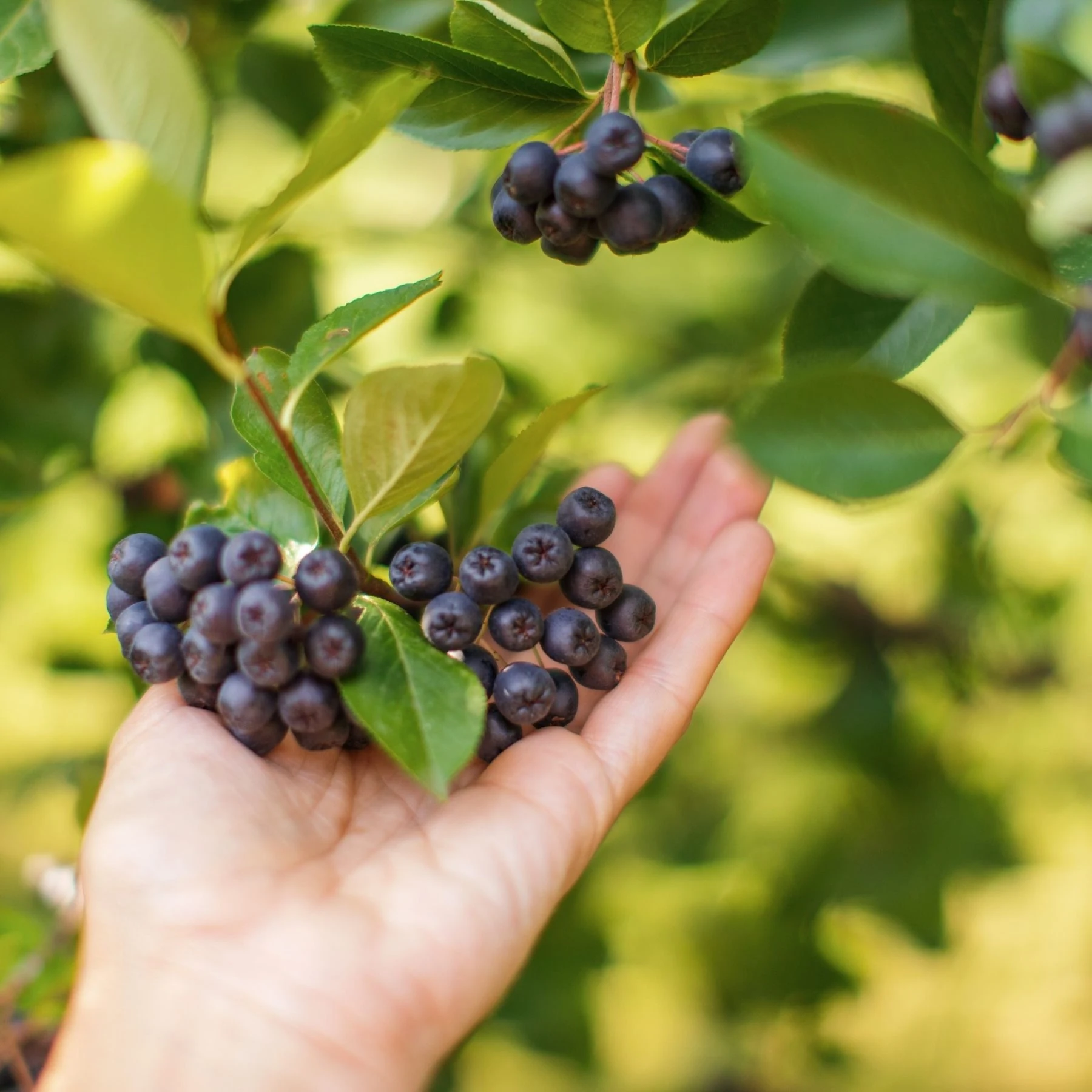 Hand pflückt reife Aroniabeeren direkt vom Strauch.