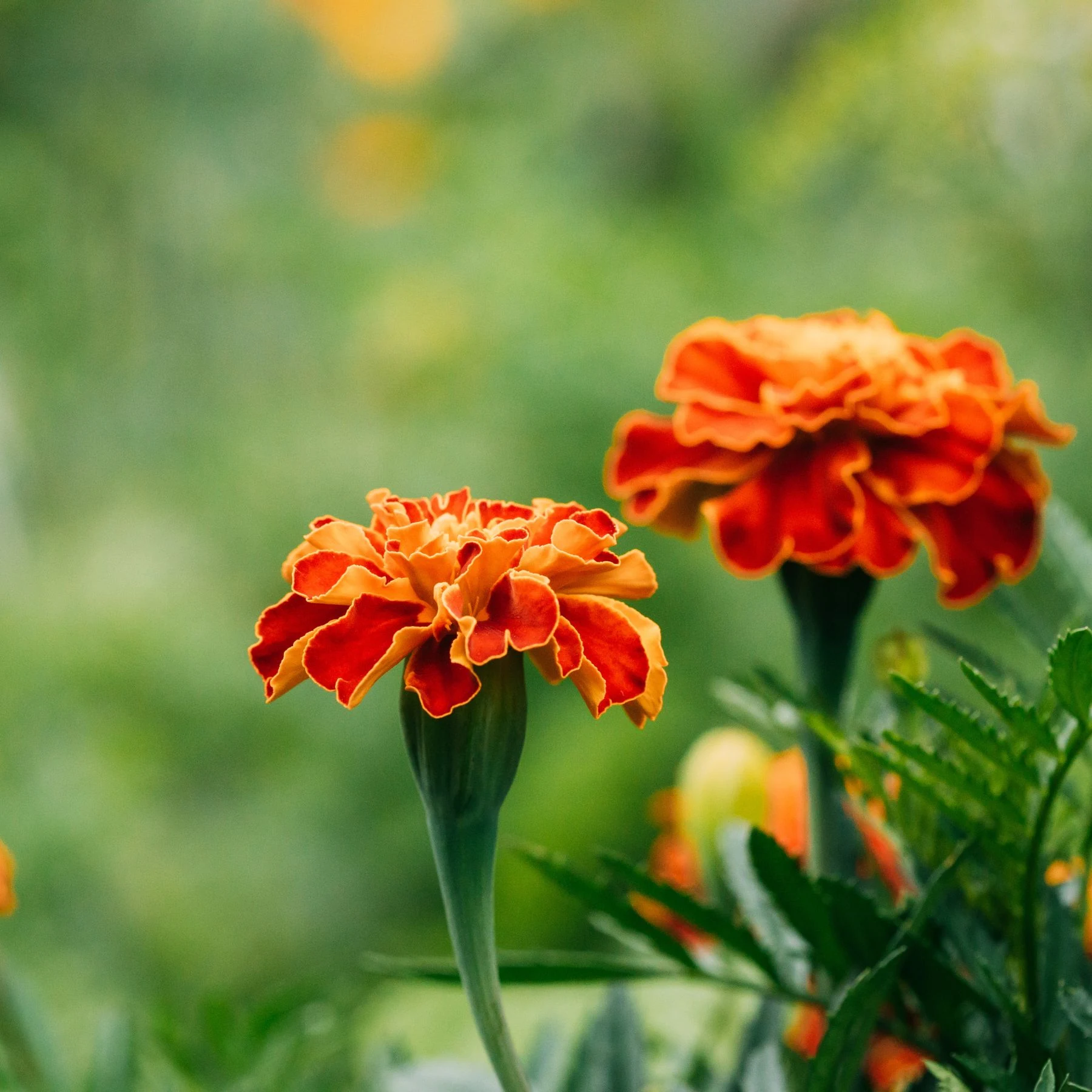 Orangefarbene Blüten der Tagetes erecta mit grünen Blättern.