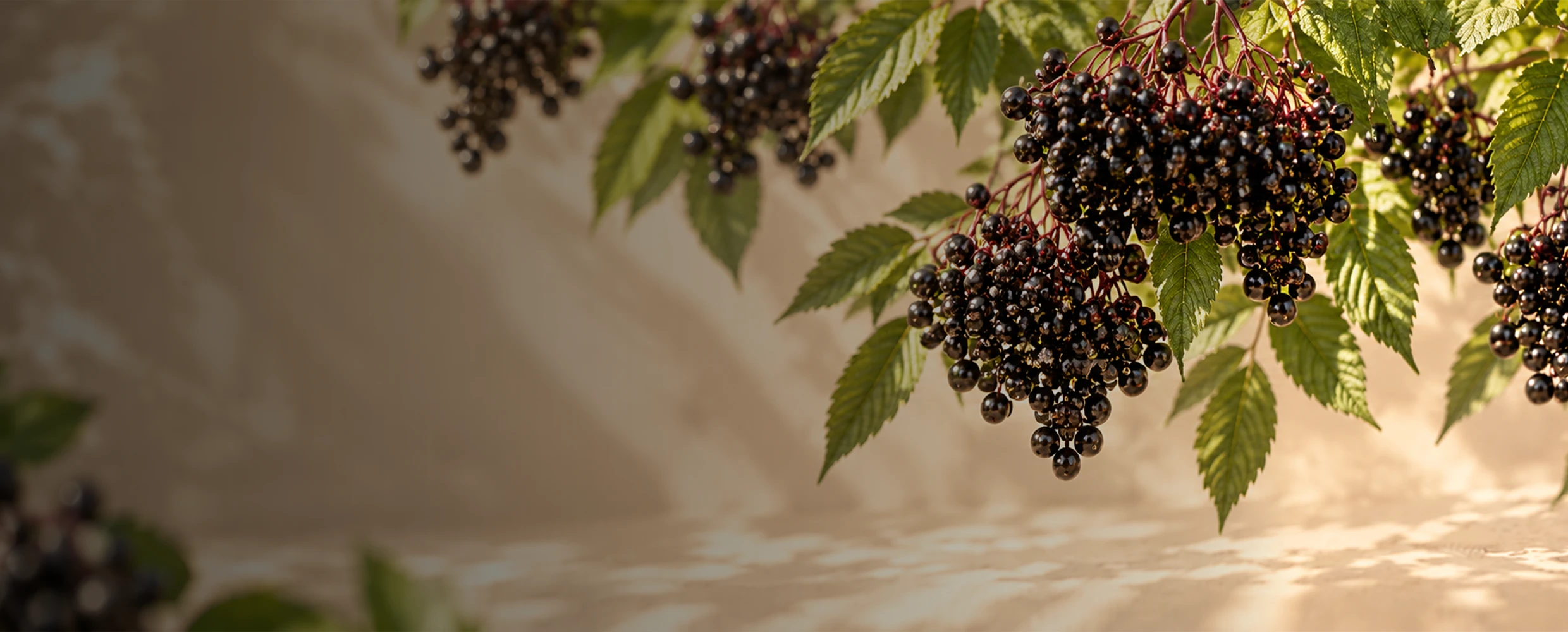 Premium Nahrungsergänzungsmittel, Holunder, Johannisbeere, Acerola, Sauerkirsche, Aronia, Wildheidelbeere