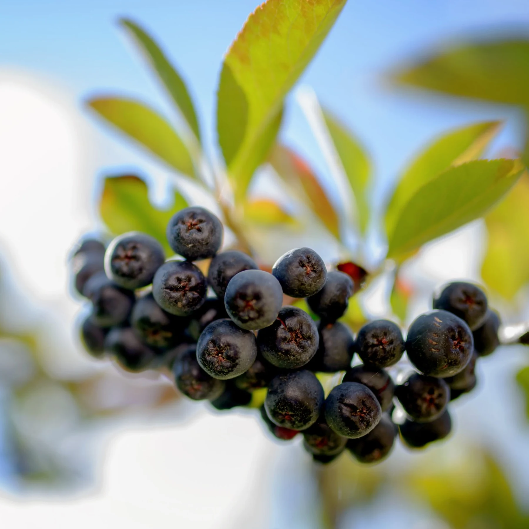 Reife dunkelviolette Aroniabeeren an einem Strauch mit grünen Blättern vor blauem Himmel.