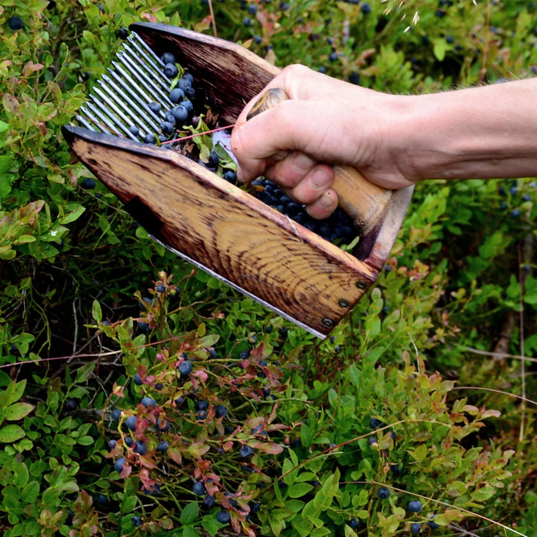 Hand hält einen kleinen Korb mit frisch gesammelten Wildheidelbeeren über dem Waldboden.
